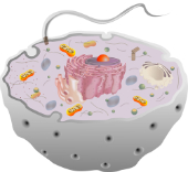 Ritning av en cell med mitokondrier i gult